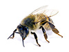 africanized killer bee